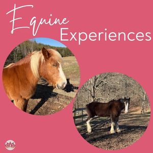 Equine Experiences